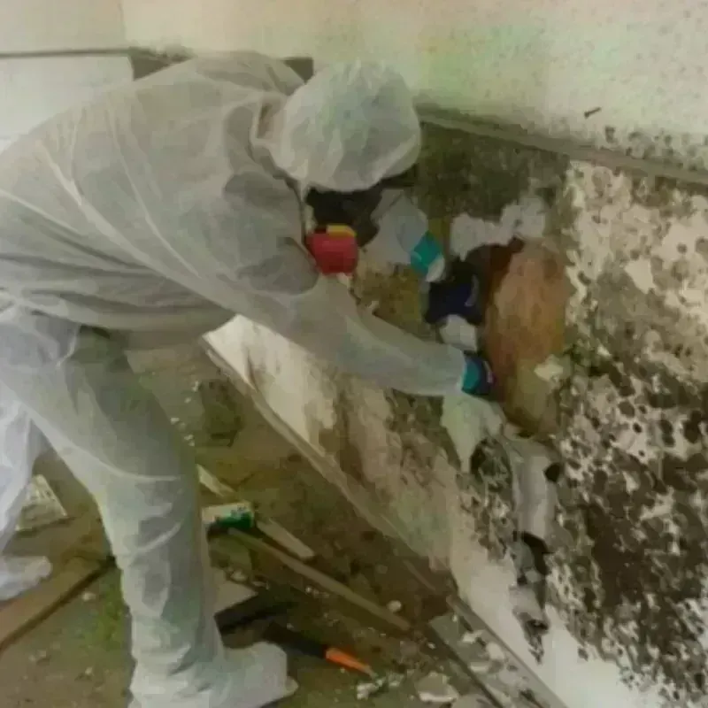 Mold Remediation and Removal in Maryville, MO